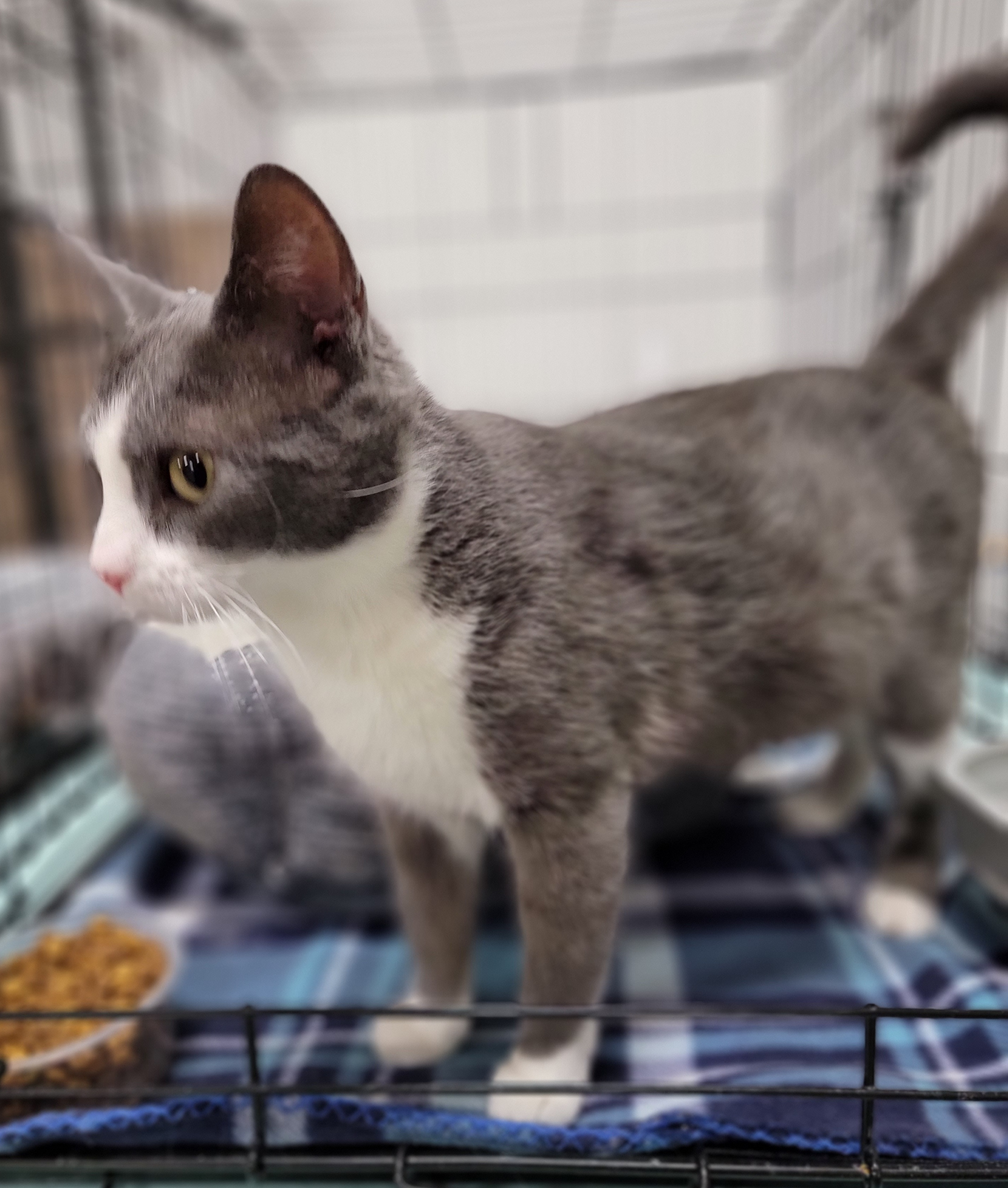Meryl| The Cattery