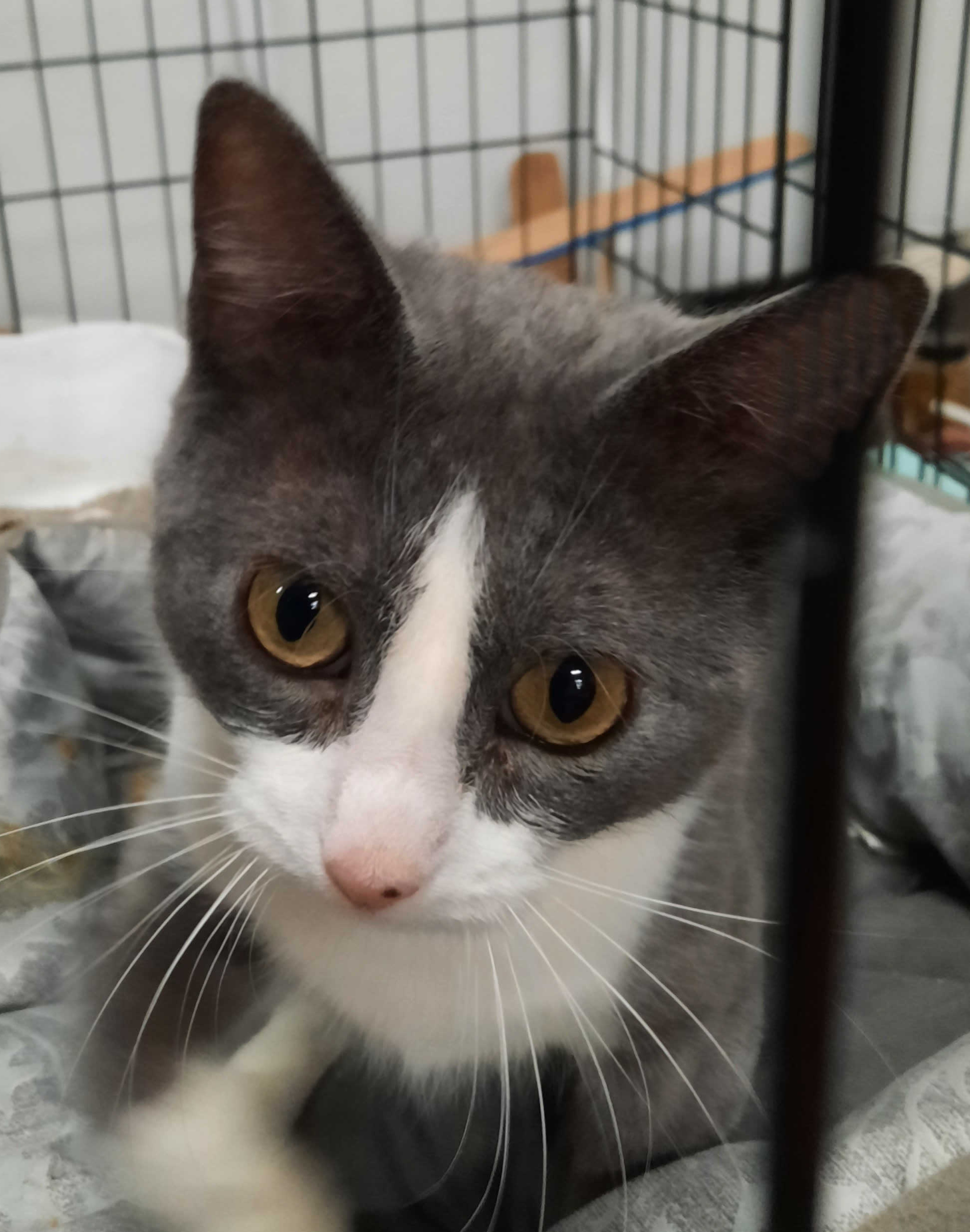 Meryl| The Cattery
