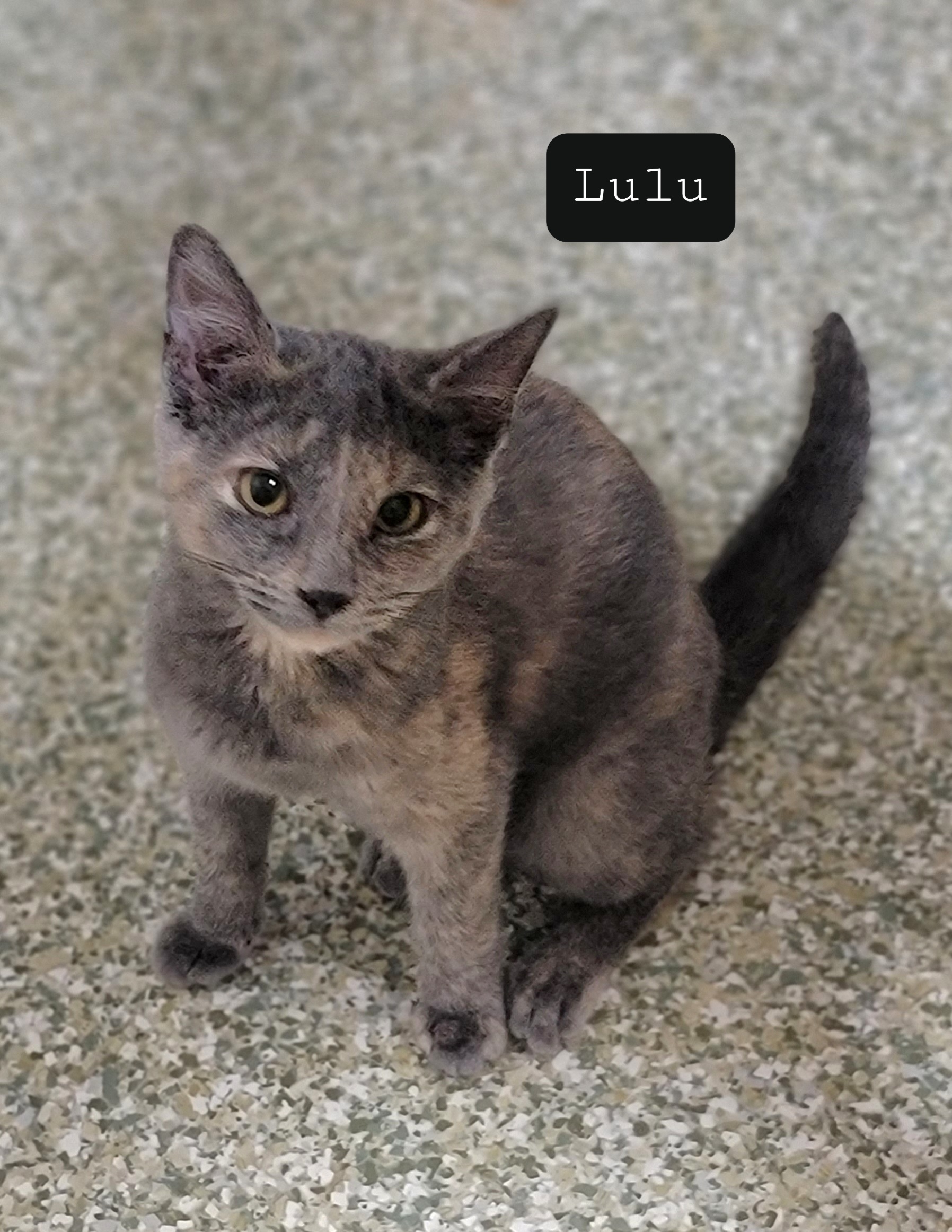 Lulu 2.0 Beams Corner