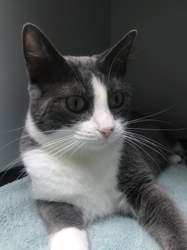 Meryl| The Cattery