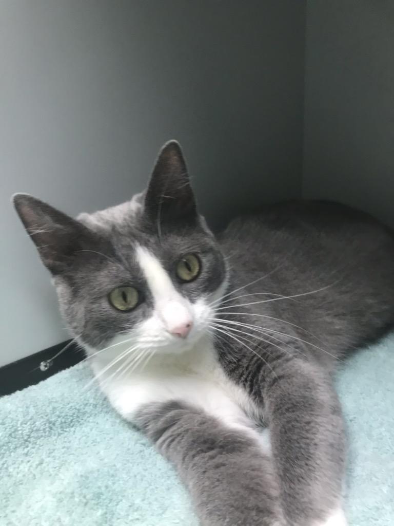 Meryl| The Cattery