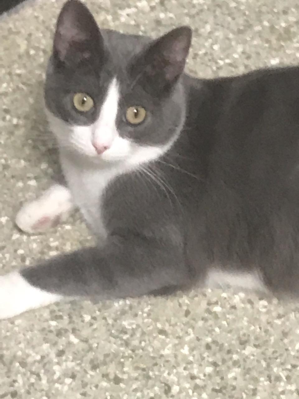 Meryl| The Cattery