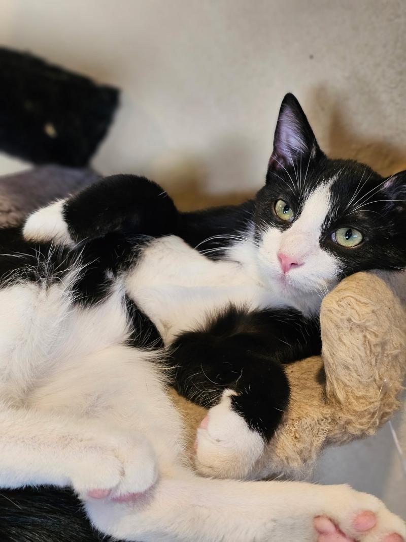 Poirot, a spunky tuxedo cat full of personality, stretches out with a confident gaze—clearly interviewing potential adopters.Poirot, a cheeky tuxedo kitten with white whiskers and a twinkle in his eye, ready to steal hearts and find a loving home.