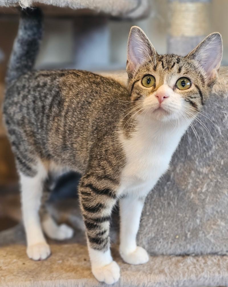Princess the kitten blinks slowly, her tiny body relaxed as she waits for someone to bring her home.