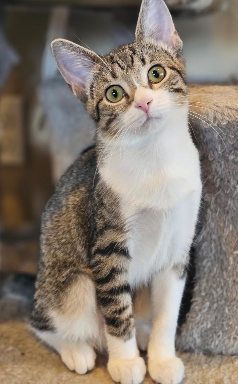 Princess the kitten tilts her head slightly, as if she's already chosen you.