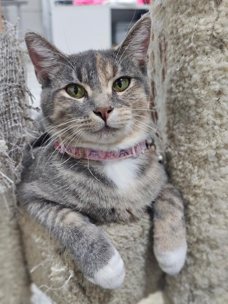 Curled up in a sunny spot, Penny gazes sweetly at the camera. Her soft fur and relaxed pose show she’s ready to trade motherhood for a life of cuddles and comfort.
