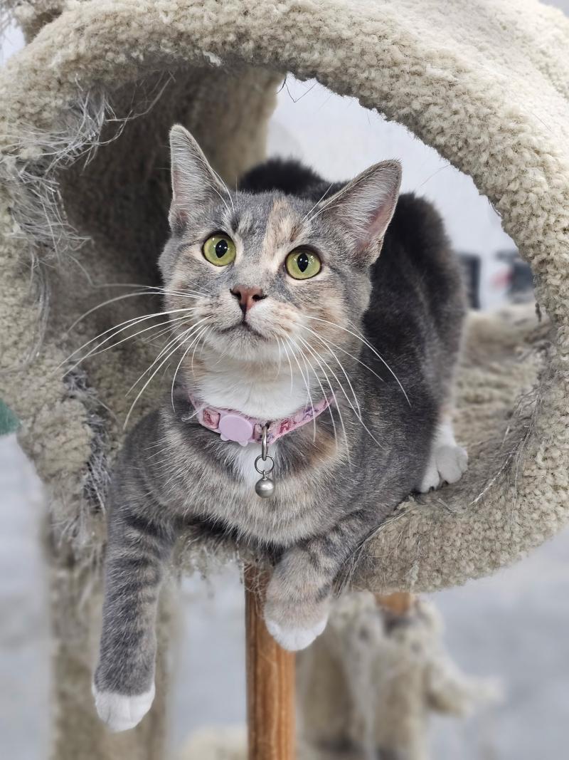 Penny, a petite gray-and-white cat, climbs a cat tree with playful determination. Though she's retired from motherhood, her kitten-like energy still shines through.