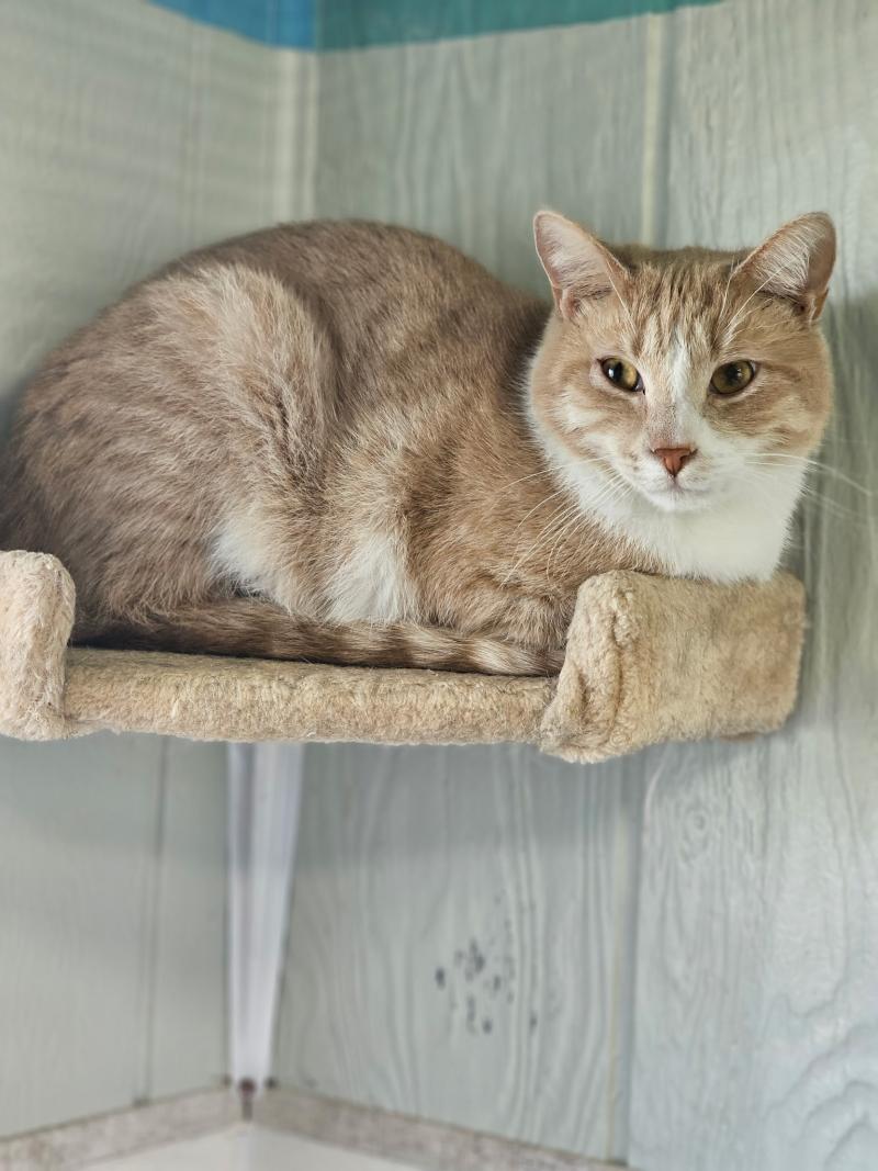 Duke, surveying the cattery.