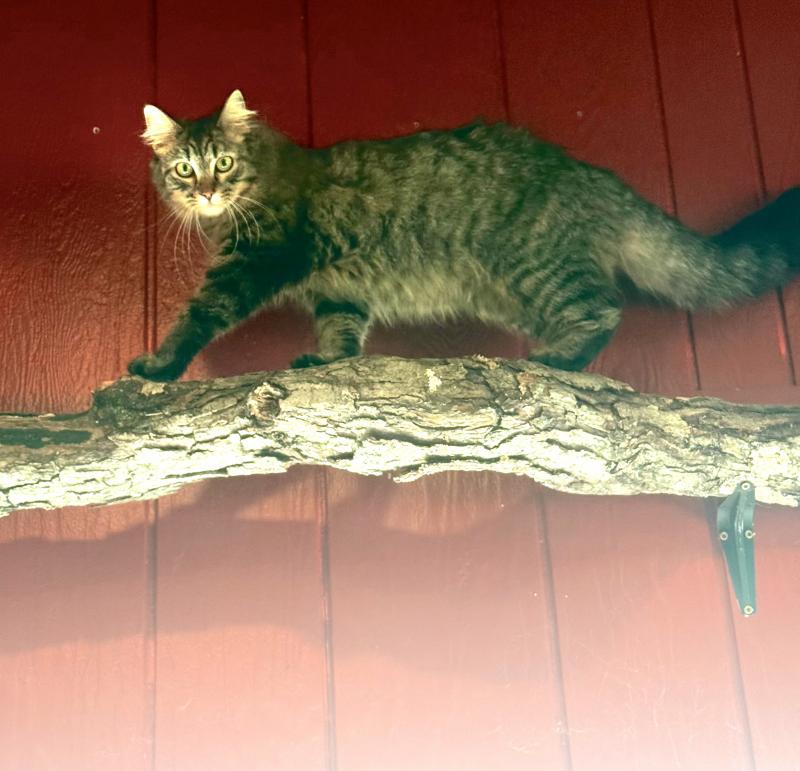 Jungle Dolly.