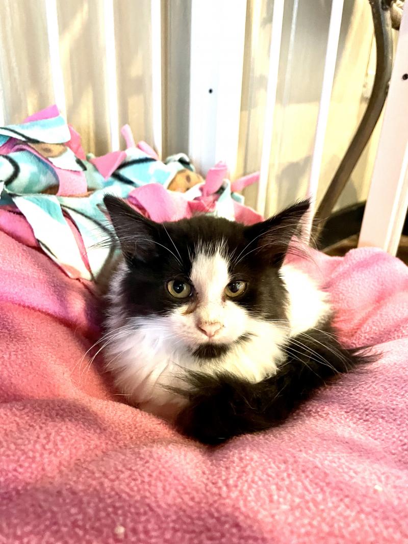 Buffy, a petite cat with a bold personality, peers out with curious eyes. Though shy at first, she’s known for her love of wet food and isn’t shy about voicing her opinions at mealtime.