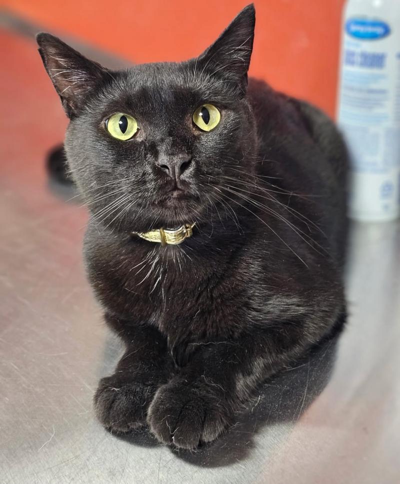 Sloan, a sleek black cat with golden eyes, lounges gracefully on the floor, soaking in the afternoon light.