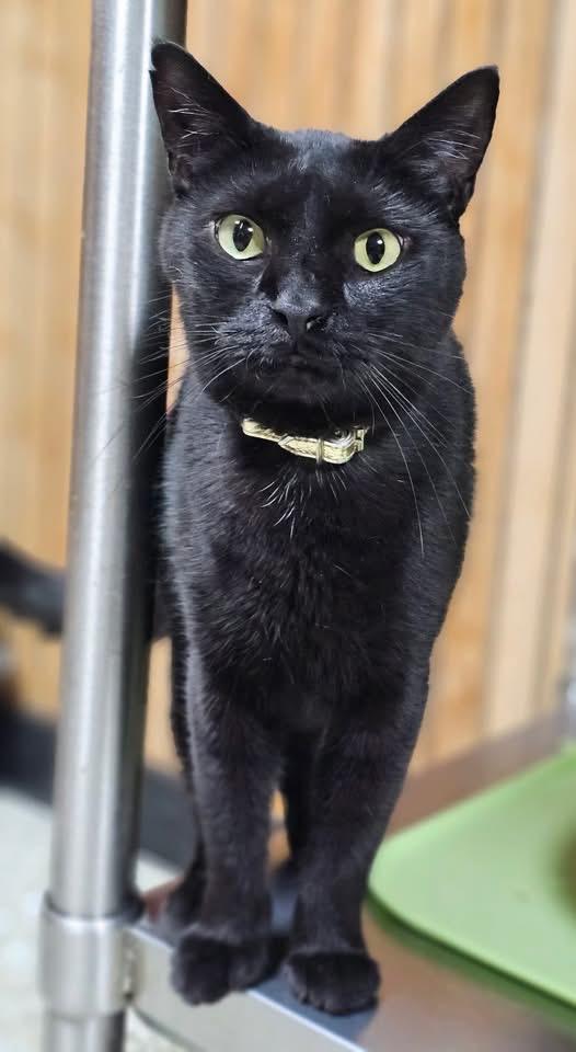 Sloan, a sleek black cat, stands attentively on a shelf at our shelterStanding alert on a tree branch perch, Sloan’s black fur contrasts with the wood as he watches the shelter room with keen interest.", ears perked and eyes focused on something in the distance."