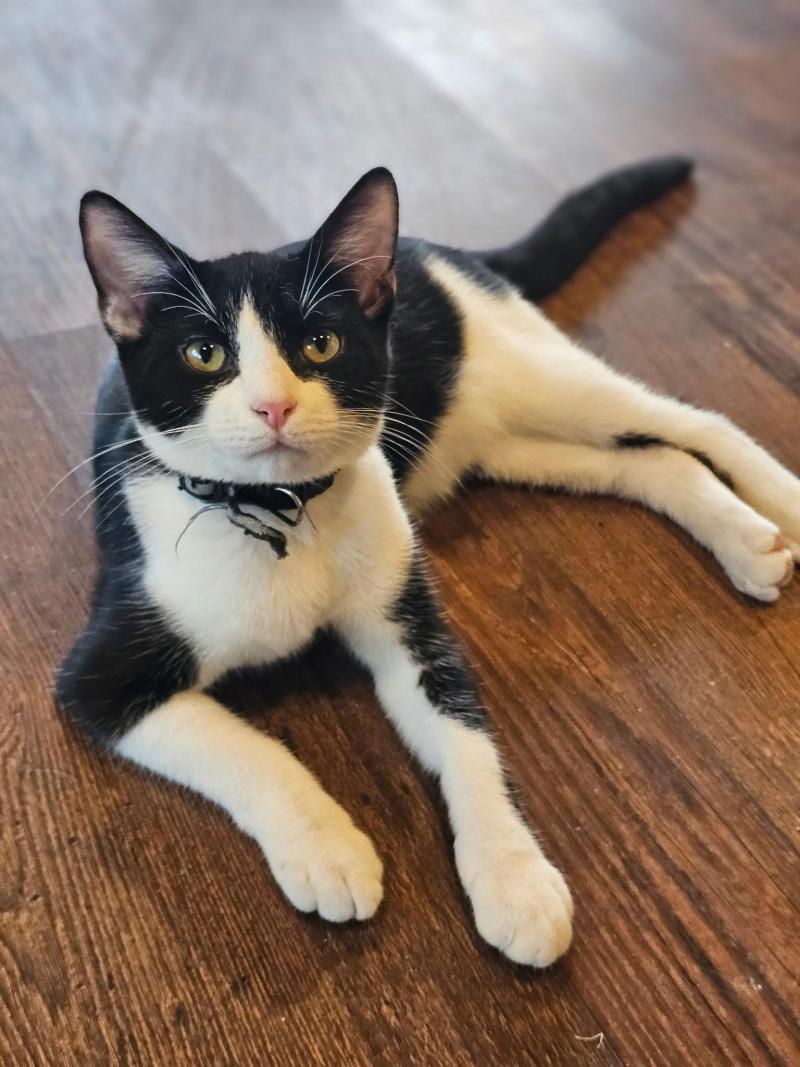 Simon, a confident tuxedo cat with striking black and white fur, lies stretched out comfortably on the floor, looking relaxed and ready to be adopted.