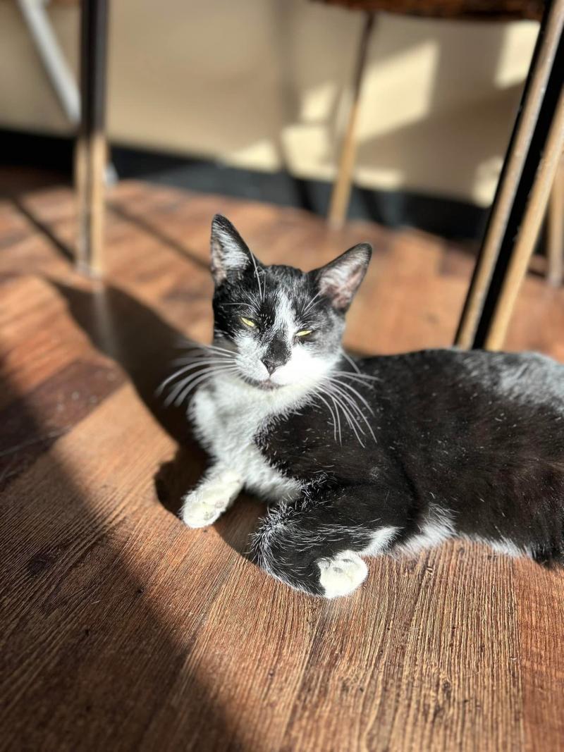 Handsome Joe