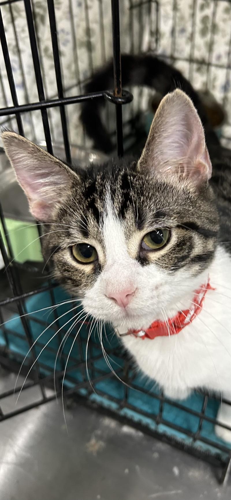 Curious and alert, Sammy the tabby kitten peers out from his cage, eagerly waiting for someone to come and adopt him.