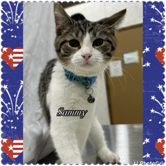 Sammy, a grey and white tabby kitten, gazes attentively and curiously with bright eyes, celebrating his upcoming independence as he waits for a loving home.