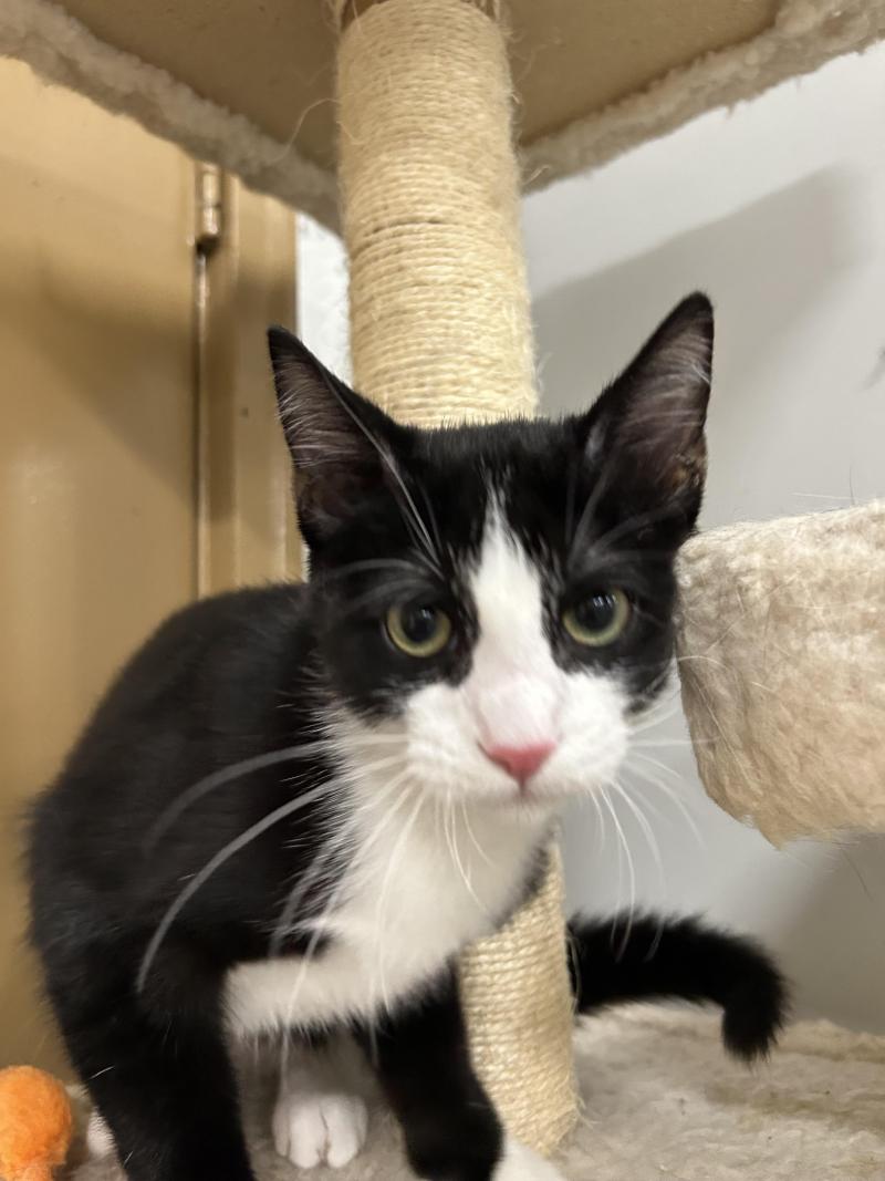 Poirot, a cheeky tuxedo cat with bright eyes and a mischievous grin, lounges confidently as he waits to be adopted.