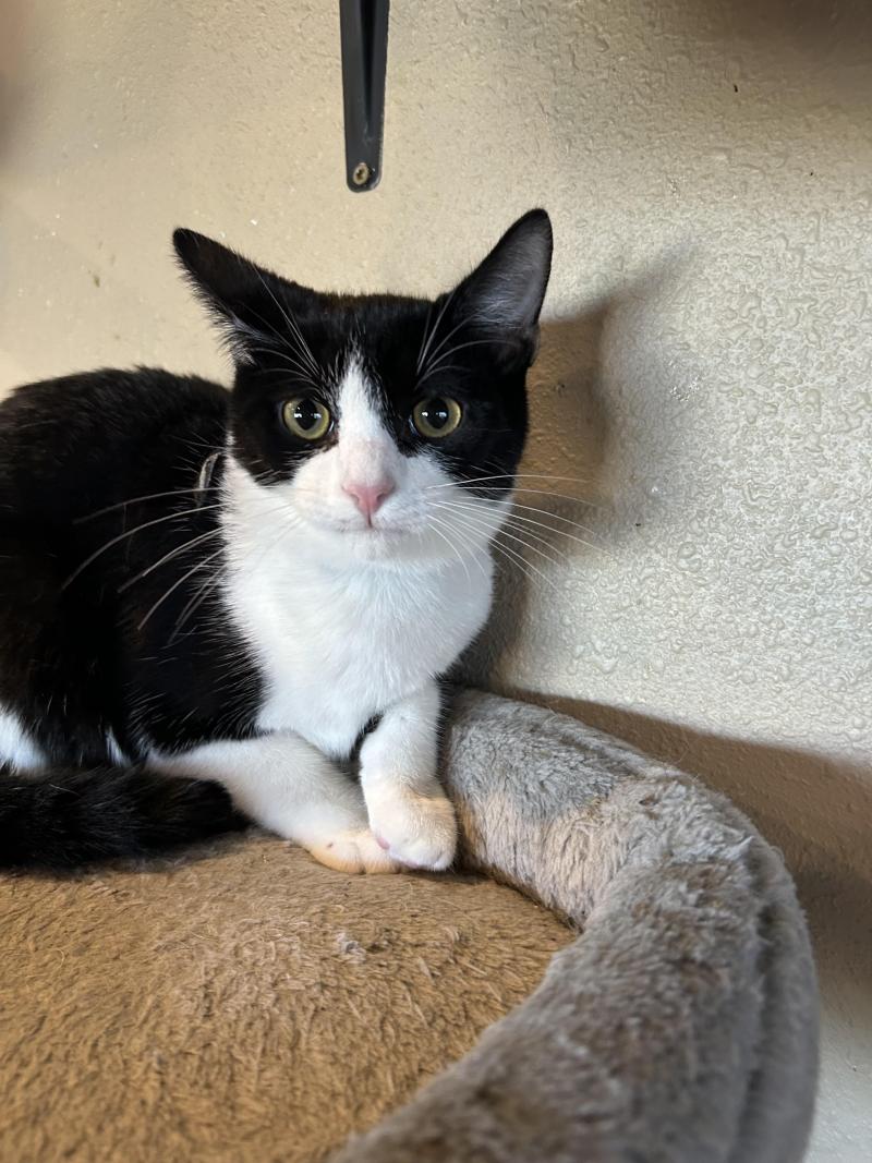 Simon sits patiently in a cozy cat bed, his tuxedo coat sleek and eyes bright, quietly waiting for his forever home.