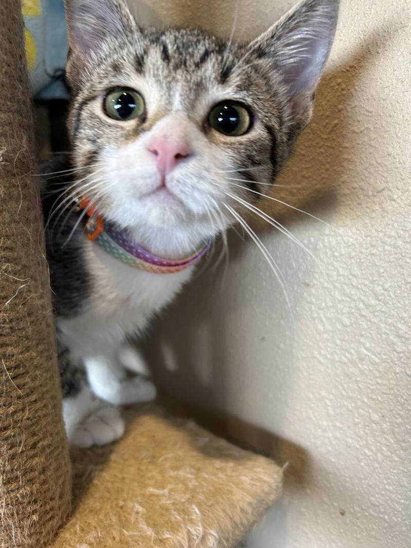 With her ears perked, Princess the kitten stands on a perch, ready to meet her future family.