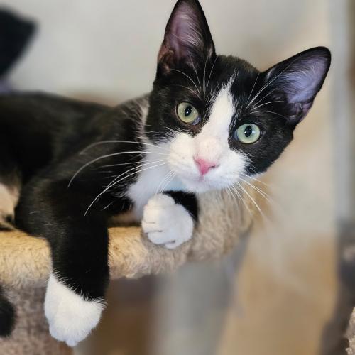 Poirot, the charming tuxedo cat with a flair for mischief, peers out from behind a curtain, hoping to find someone to adopt him.
