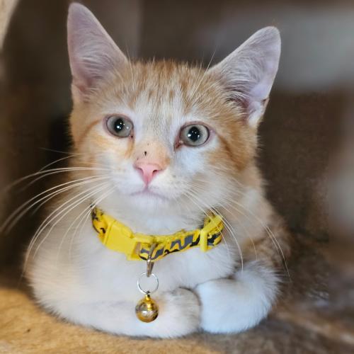 Benny, the dependable and gentle member of a bonded trio, lounges contentedly. Alongside his more playful pals Lenny and Kenny, Benny offers a soothing presence like a classic scoop of vanilla ice cream.