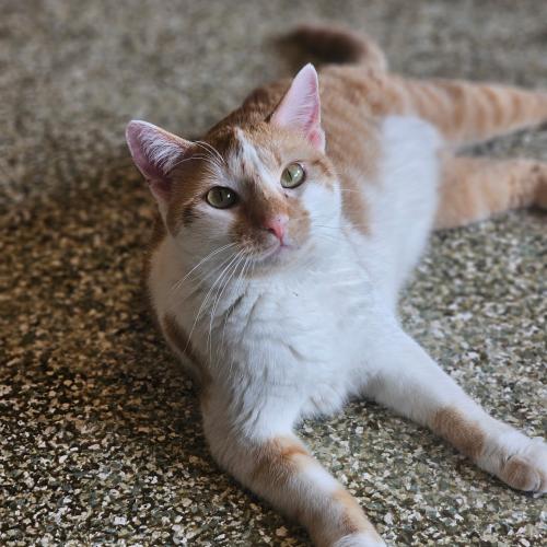 Belinda ready to nap.