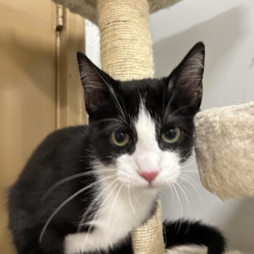 Poirot, a cheeky tuxedo cat with bright eyes and a mischievous grin, lounges confidently as he waits to be adopted.
