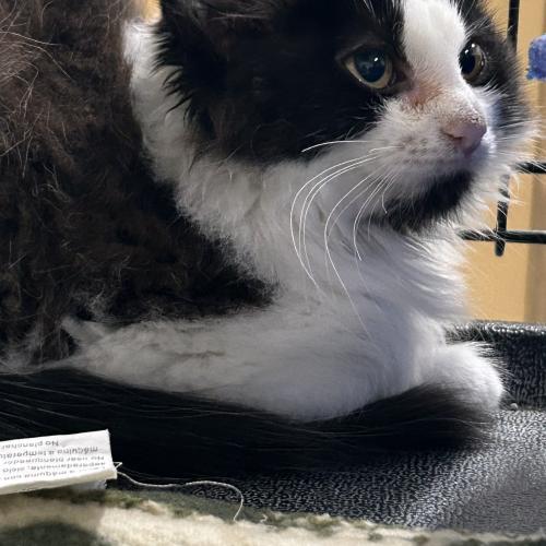 Buffy, a small but spirited cat, sits alert with her ears perked. Her sassy attitude and vocal love for food—especially wet meals—make her a charming companion for anyone who appreciates a cat with character.