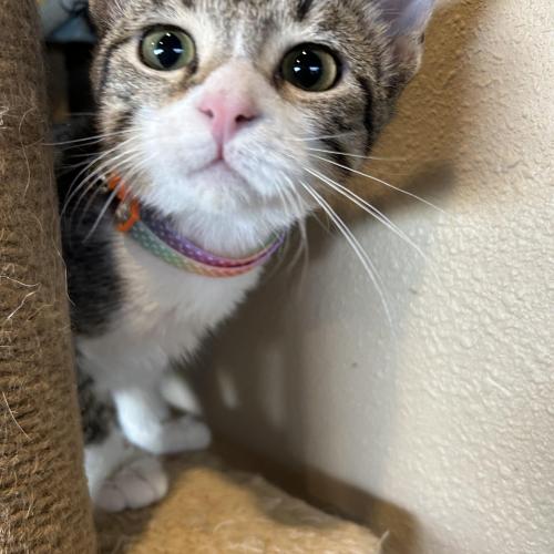 With her ears perked, Princess the kitten stands on a perch, ready to meet her future family.