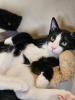 Poirot, a spunky tuxedo cat full of personality, stretches out with a confident gaze—clearly interviewing potential adopters.Poirot, a cheeky tuxedo kitten with white whiskers and a twinkle in his eye, ready to steal hearts and find a loving home.