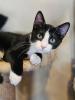 Poirot, the charming tuxedo cat with a flair for mischief, peers out from behind a curtain, hoping to find someone to adopt him.