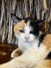 Miss Kitty looking at you.