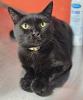 Sloan, a sleek black cat with golden eyes, lounges gracefully on the floor, soaking in the afternoon light.