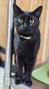 Sloan, a sleek black cat, stands attentively on a shelf at our shelterStanding alert on a tree branch perch, Sloan’s black fur contrasts with the wood as he watches the shelter room with keen interest.", ears perked and eyes focused on something in the distance."