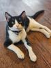 Simon, a confident tuxedo cat with striking black and white fur, lies stretched out comfortably on the floor, looking relaxed and ready to be adopted.