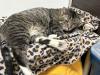 A gentle gray tabby named Buddy, rescued after living on the streets and contracting FIV, looks hopeful. With his friend Eeyore recently adopted, Buddy dreams of finding a forever home too.