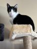 Dill top cat