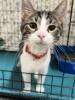 Sammy, a grey and white tabby kitten, sits attentively inside his shelter cage, his bright eyes focused and full of hope.