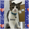 Sammy, a grey and white tabby kitten, gazes attentively and curiously with bright eyes, celebrating his upcoming independence as he waits for a loving home.
