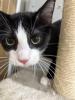 Poirot, a cheeky tuxedo kitten with white whiskers and a twinkle in his eye, ready to steal hearts and find a loving home.