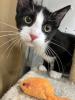 Poirot, a playful black and white tuxedo kitty with a big personality, strikes a sassy pose while looking for his forever home.