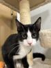 Poirot, a cheeky tuxedo cat with bright eyes and a mischievous grin, lounges confidently as he waits to be adopted.