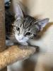 Princess, a bright-eyed kitten with a playful spirit, perches on the cat tree ready to pounce or cuddle at a moment’s notice.