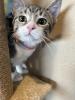 With her ears perked, Princess the kitten stands on a perch, ready to meet her future family.